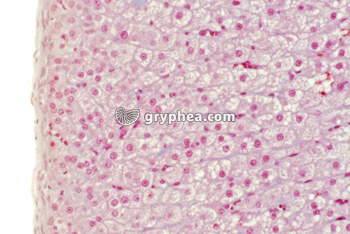 Surrénale x40 - gryphea.com